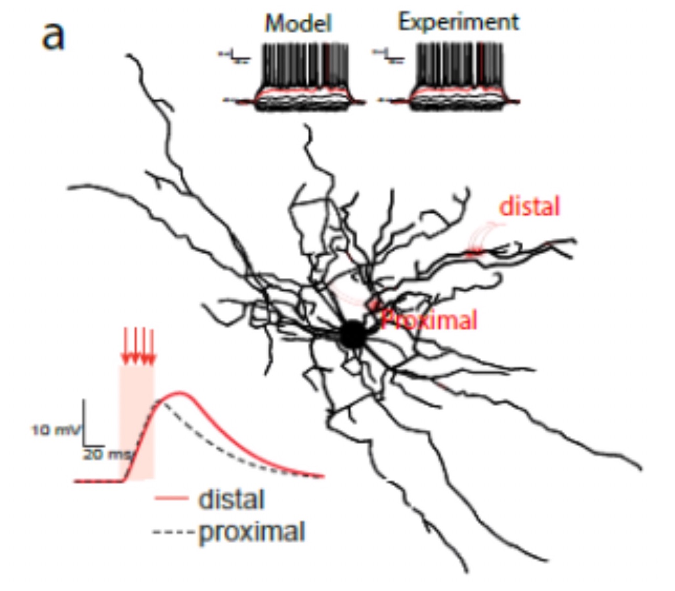 Data-driven brain modeling highlights the importance of the activation patterns of single inhibitory interneurons in the brain
