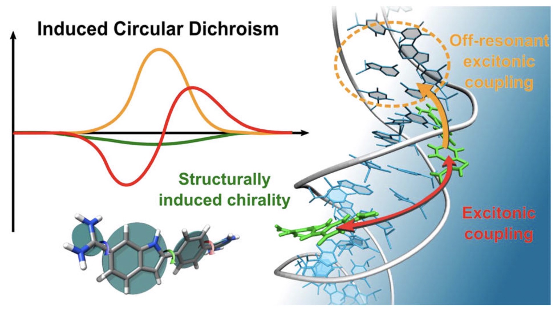 Origin of DNA-Induced Circular Dichroism in a Minor-Groove Binder