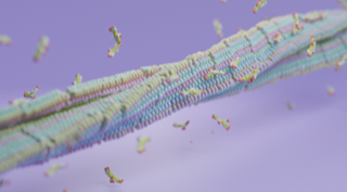 Blender rendering of luminescent ligands for amyloid detection using Molecular Nodes (Brady Johnston).